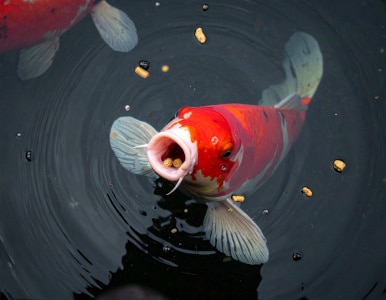 Poissons