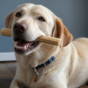 Hundesnacks