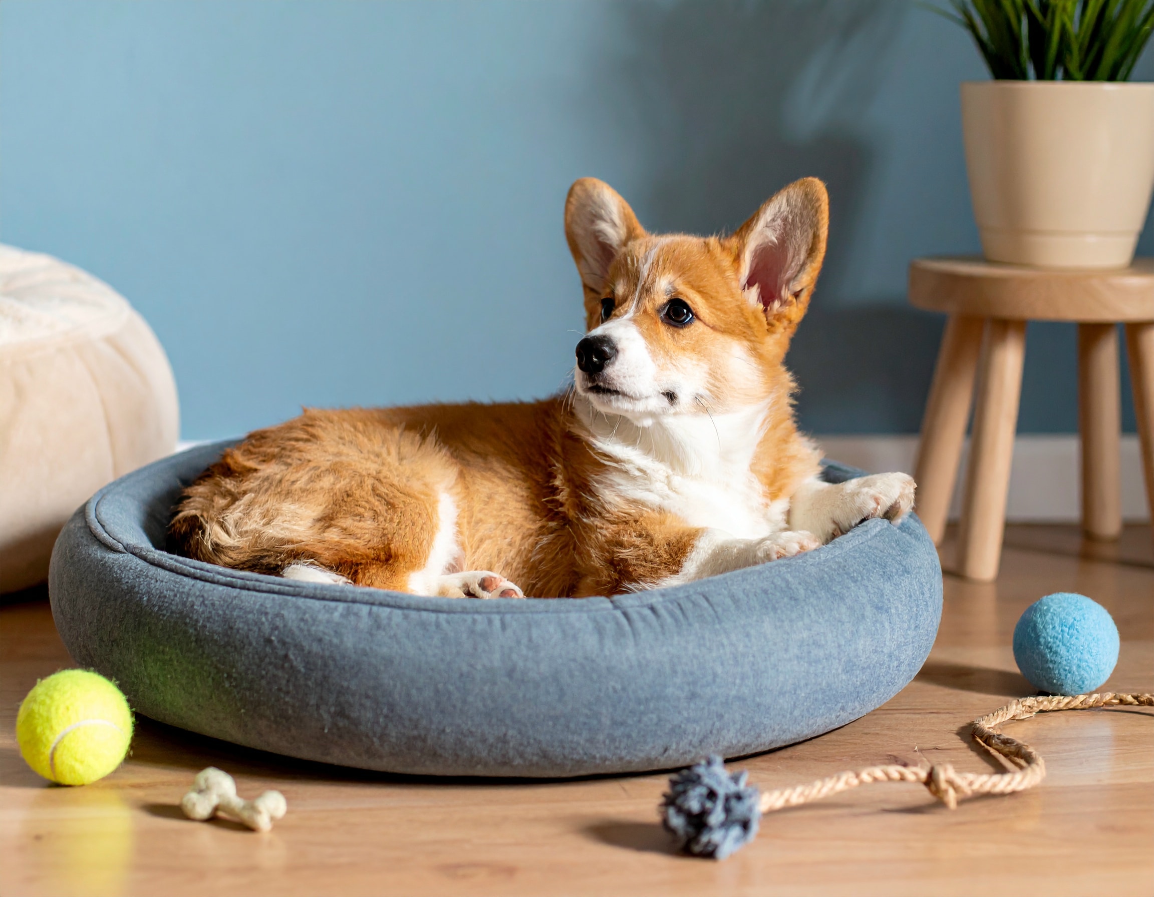 Accessoires pour chien