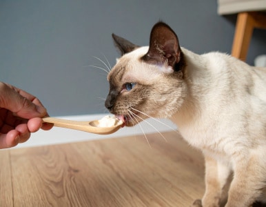 Katzensnacks