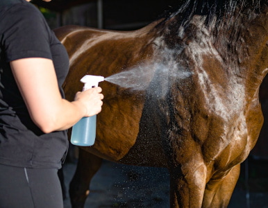 Horse pharmacy