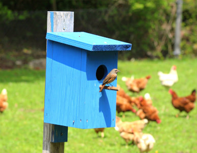 Oiseaux & poules
