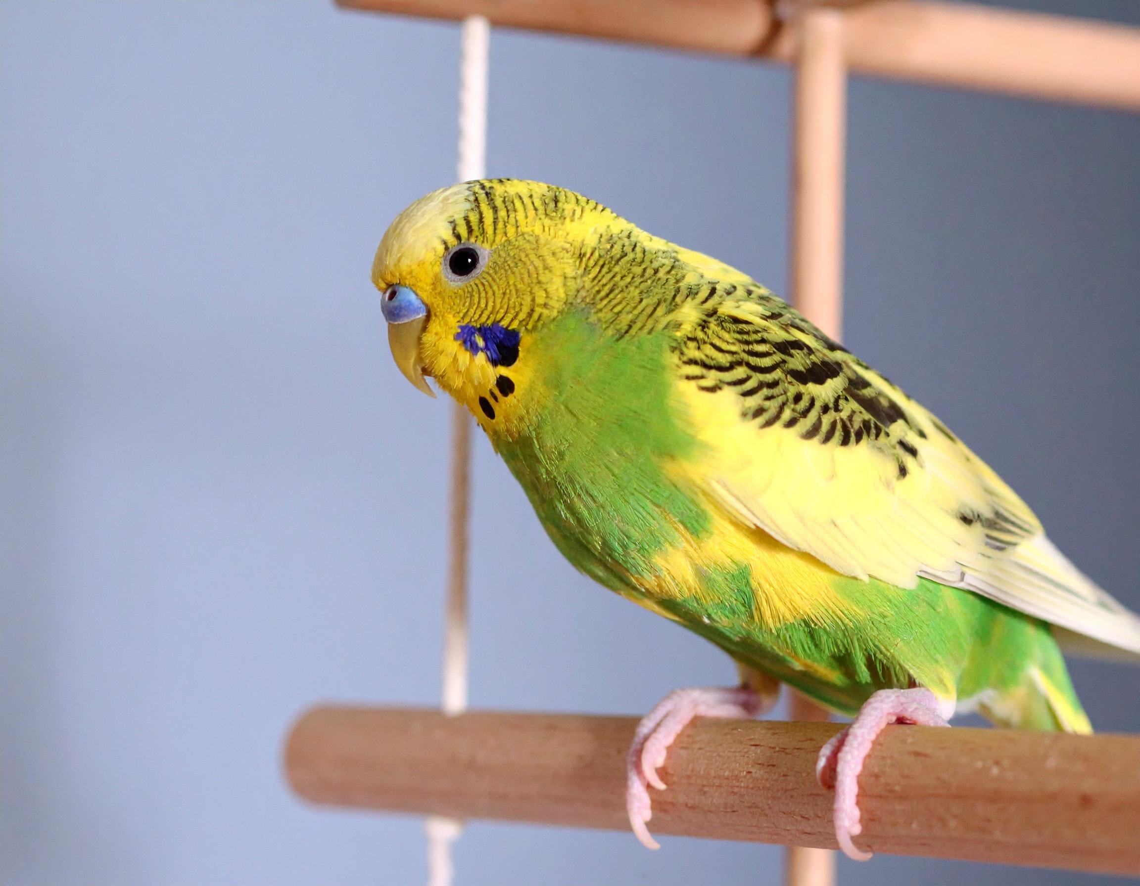 Vogelzubehör