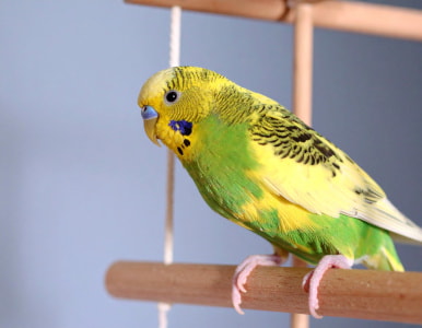 Vogelzubehör
