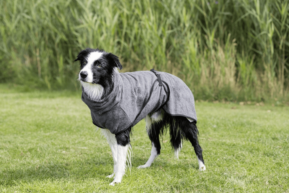 Robe De Séchage De Chien, Serviette De Peignoir En Microfibre Pour Chiens, Serviette De Bain À Séchage Rapide Super Absorbant Pour Petits Chiens Moyens, Peignoir À Chiens Réglable Du 14,98 € | DHgate