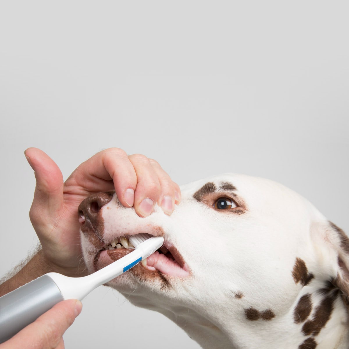 mira-pet - premium Ultraschall-Zahnbrste fr Hunde | iPet.ch