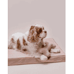 Matelas orthopédique pour chiens Chill Dusty Rose