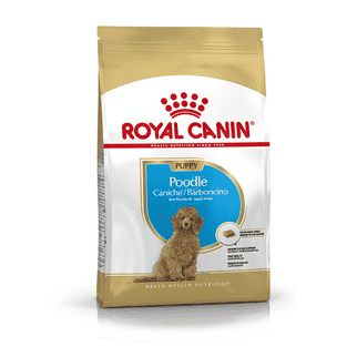 Caniche Puppy