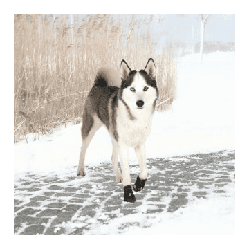 Bottes de protection Walker Active