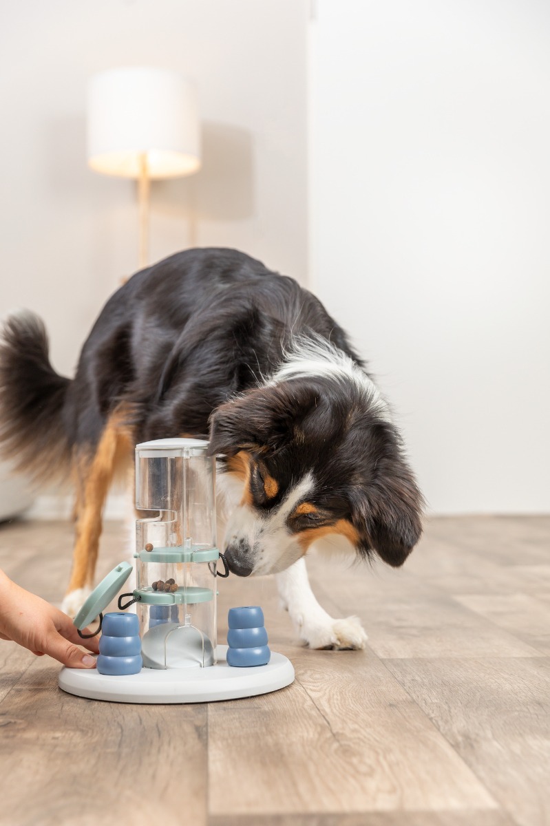 Dog Activity Gambling Tower