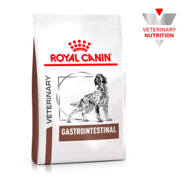 Gastrointestinal Dog