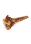 Tibia d'autruche