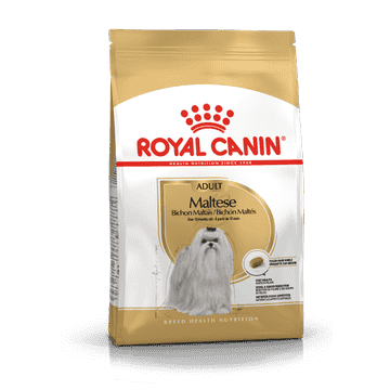 Bichon Maltais