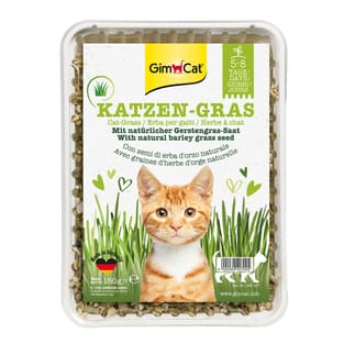 Katzengras mit natürlicher Gerstengras-Saat