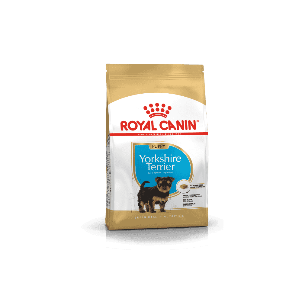 Yorkshire Terrier Puppy