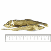 Dog herrings