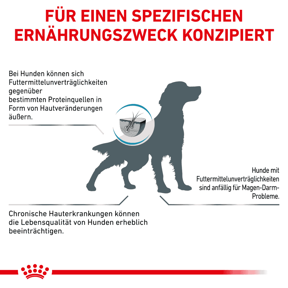 Anallergenic Dog