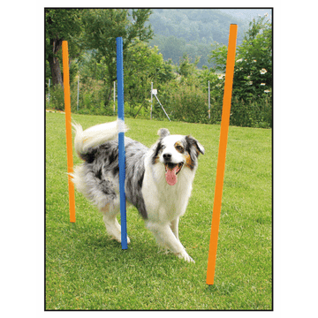 Set de slalom d’agility