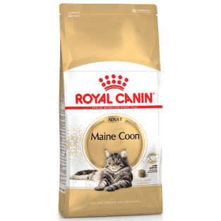Maine Coon
