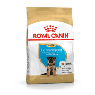 Berger Allemand Puppy
