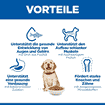 Puppy Large Breed