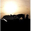 Riding rug Amigo Reflectech Comp Sheet