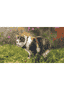 GPS Tracker für Katzen