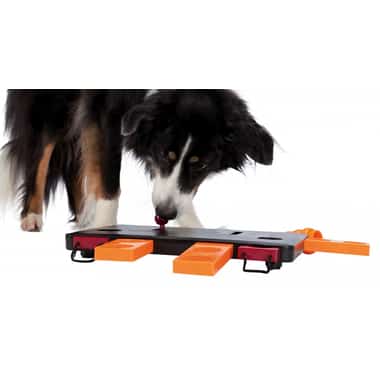 Dog Activity Move2Win