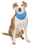 Kühlbandana PVA