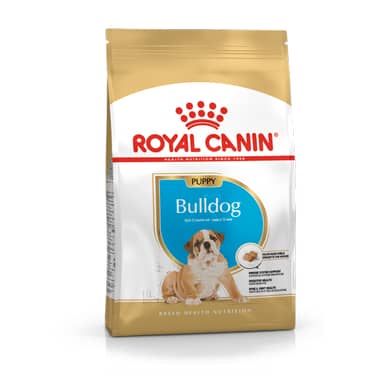 Bulldog Anglais Puppy