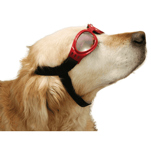 Lunettes de cabriolet et de neige pour chiens