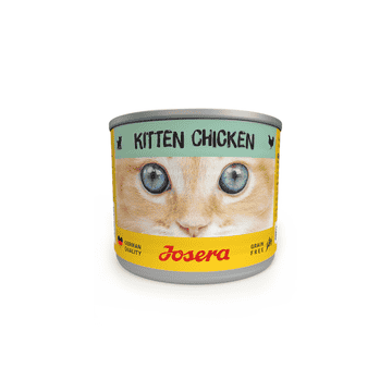 Kitten boîte