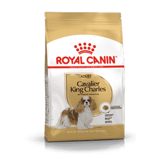Cavalier King Charles