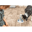 Dog Activity Gambling Tower