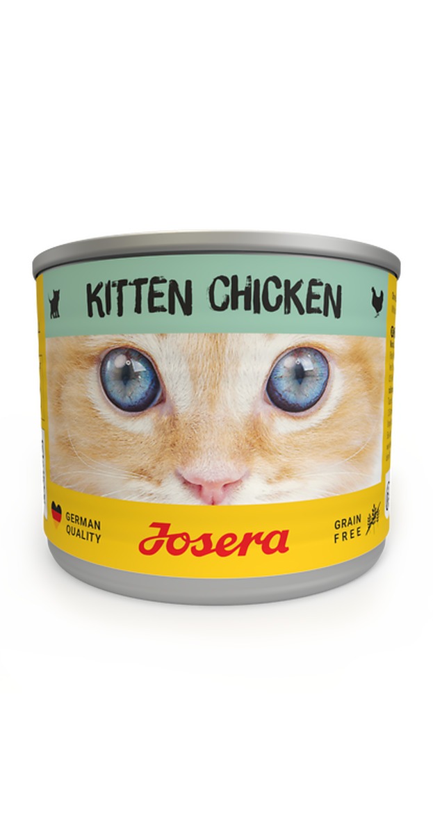 Kitten boîte