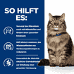 Feline Gastrointestinal Biome