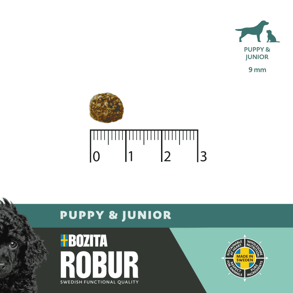 Dog Robur Puppy & Junior