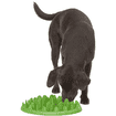 Green Slow Dog Feeder