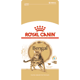 Bengal Adult