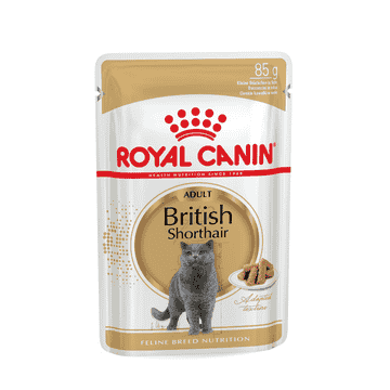 British Shorthair in Sauce