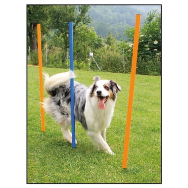 Set de slalom d’agility