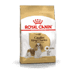 Cavalier King Charles
