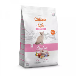 Life Kitten Huhn