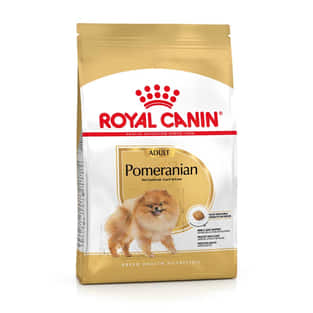 Pomeranian