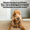 DentaStix large