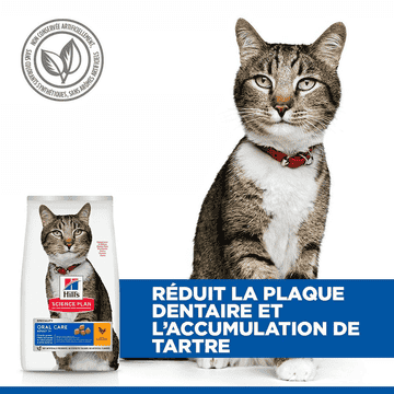 Feline Oral Care