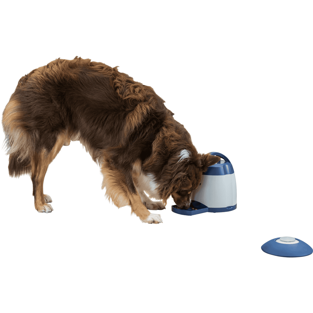 Dog Activity Memory Trainer 3.0