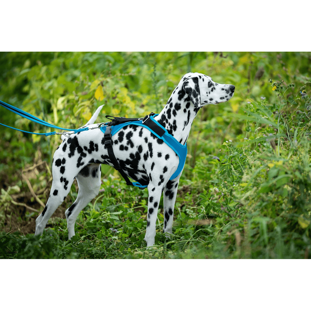 Hundegeschirr Vary, türkis
