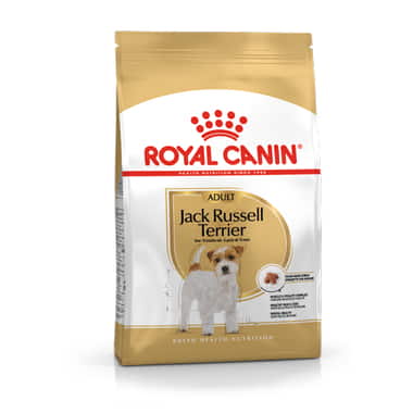 Jack Russel Terrier