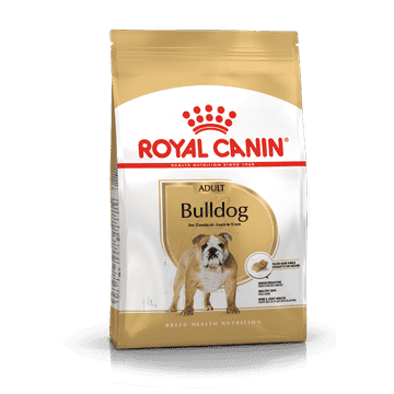 Englische Bulldogge